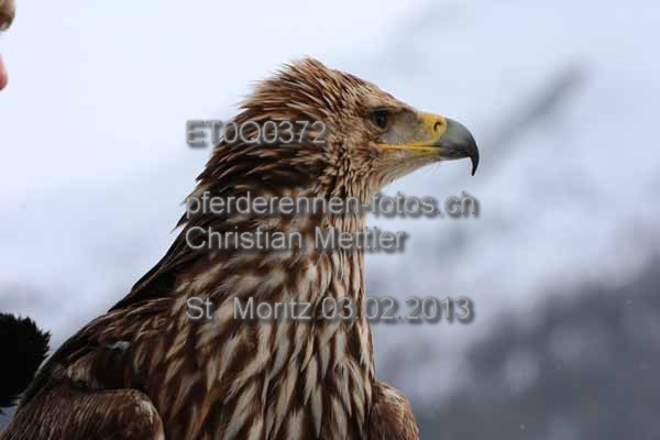 ET0Q0372 prot